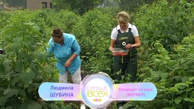 Рубрика "Гость в студии": Ольга Соломатина - специалист по домашнему консервированию смотреть онлайн
