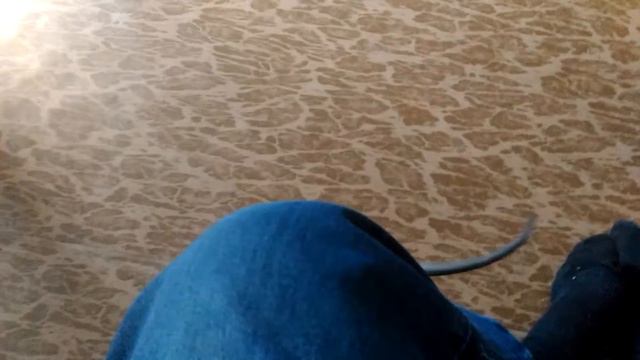 😆игры сфинксов смотреть онлайн
