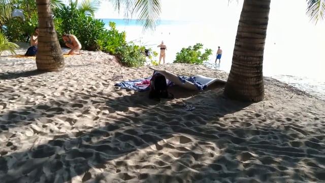 Мальдивы. Остров Тодду. Природа, плантации папайи. Maldives. Thoddoo island. смотреть онлайн