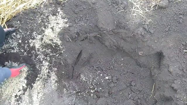 Посадка ШЕЛКОВИЦЫ штамбовой (плакучей) на даче. смотреть онлайн