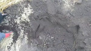 Посадка ШЕЛКОВИЦЫ штамбовой (плакучей) на даче.