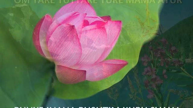 Белая Тара смотреть онлайн