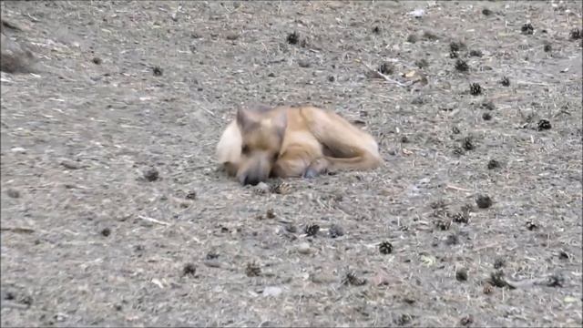 У северных оленей родилось два оленёнка 17.05.2023 смотреть онлайн