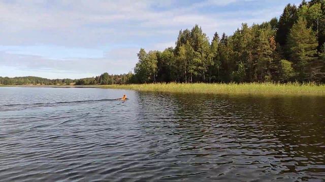 Встретили косулю в Ладожских шхерах смотреть онлайн
