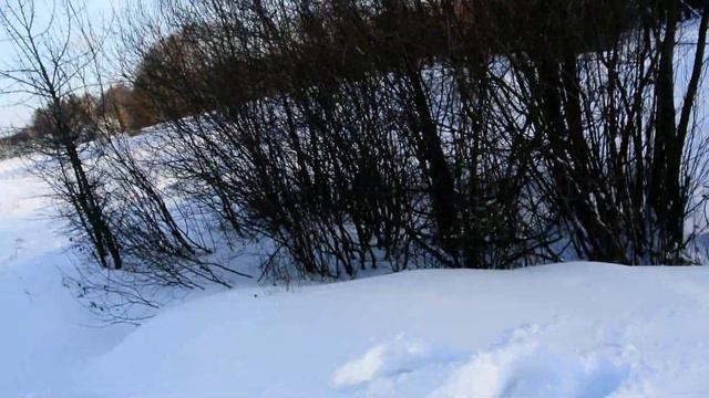 Тренировка с ястребом, полеты без шнура. смотреть онлайн