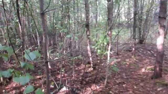 ПОХОД ЗА ГРИБАМИ. смотреть онлайн