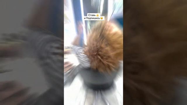 Стрижка пышных кудрявых волос ? Подпишись! Пиши вопросы в комментарии curly hair cut short #shots смотреть онлайн