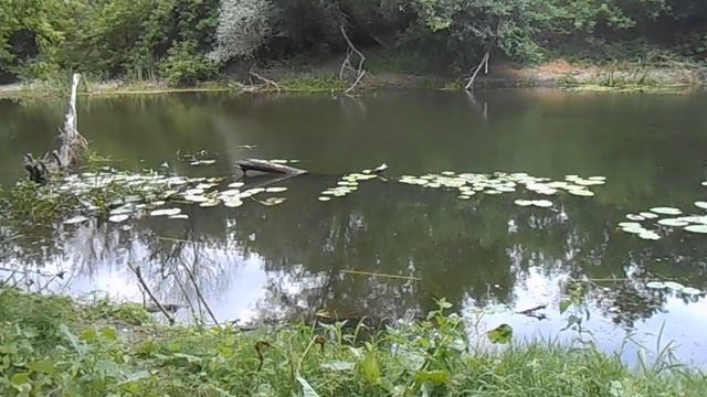 Рыбалка на экраны 2, рыболовный экран не навредил природе! смотреть онлайн