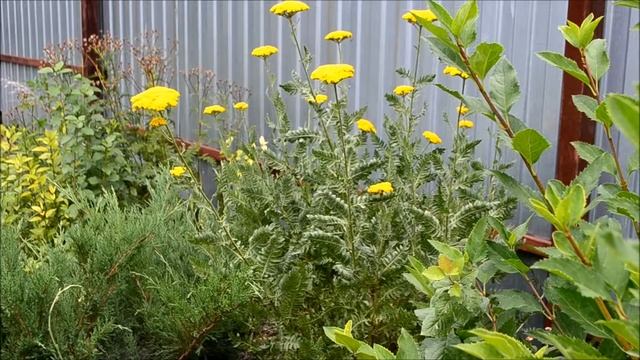 Тысячелистник таволговый. Лесные злаки в ландшафтном дизайне сада смотреть онлайн