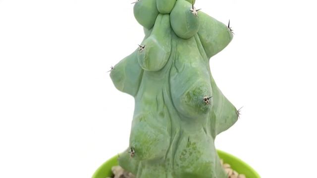 Spectacular Myrtillocactus geometrizans cv. Fukurokuryuzinboku from GIROMAGI ITALY смотреть онлайн