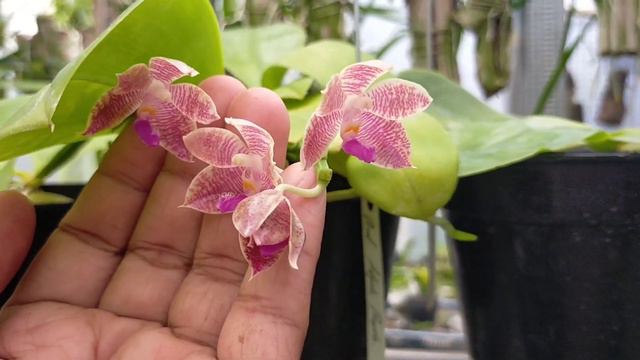 Phalaenopsis Adyah Prapto смотреть онлайн