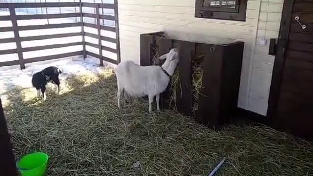 Много молока - много проблем. Высокоудойные козы. смотреть онлайн