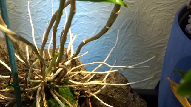 DENDROBIUM VICTORIAE-REGINAE смотреть онлайн