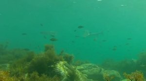 Подводная охота Новороссийск