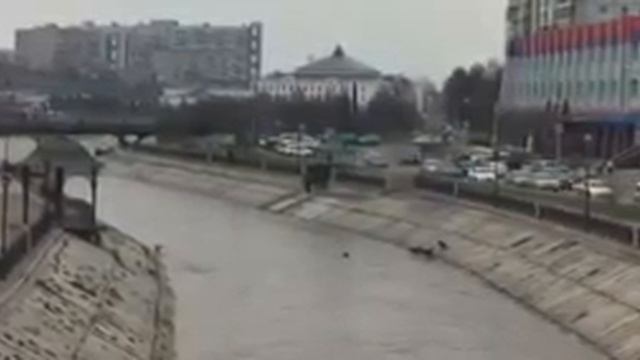 Дворняжки спасают собаку смотреть онлайн