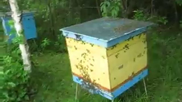 злые пчёлы смотреть онлайн