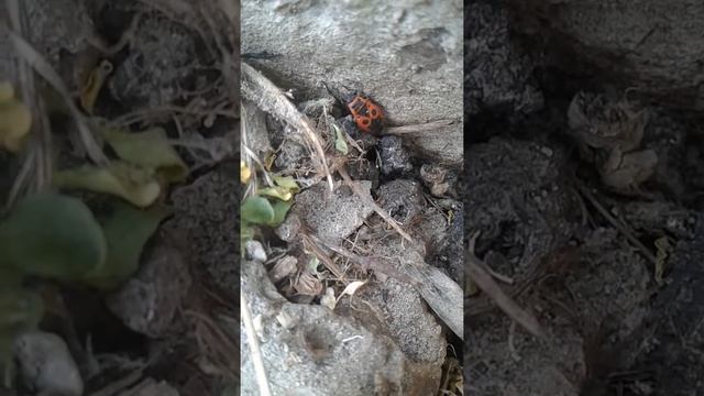 Жуки солдатики №2 смотреть онлайн