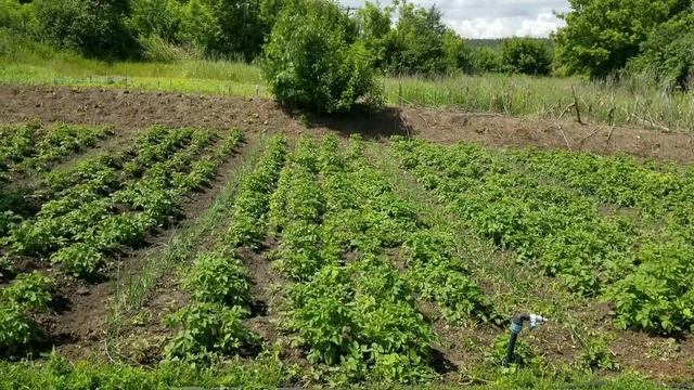 повышаем урожайность картофеля! картохи будут валом! смотреть онлайн