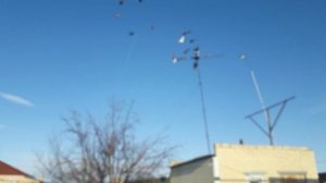 Николаевские чубатые голуби.