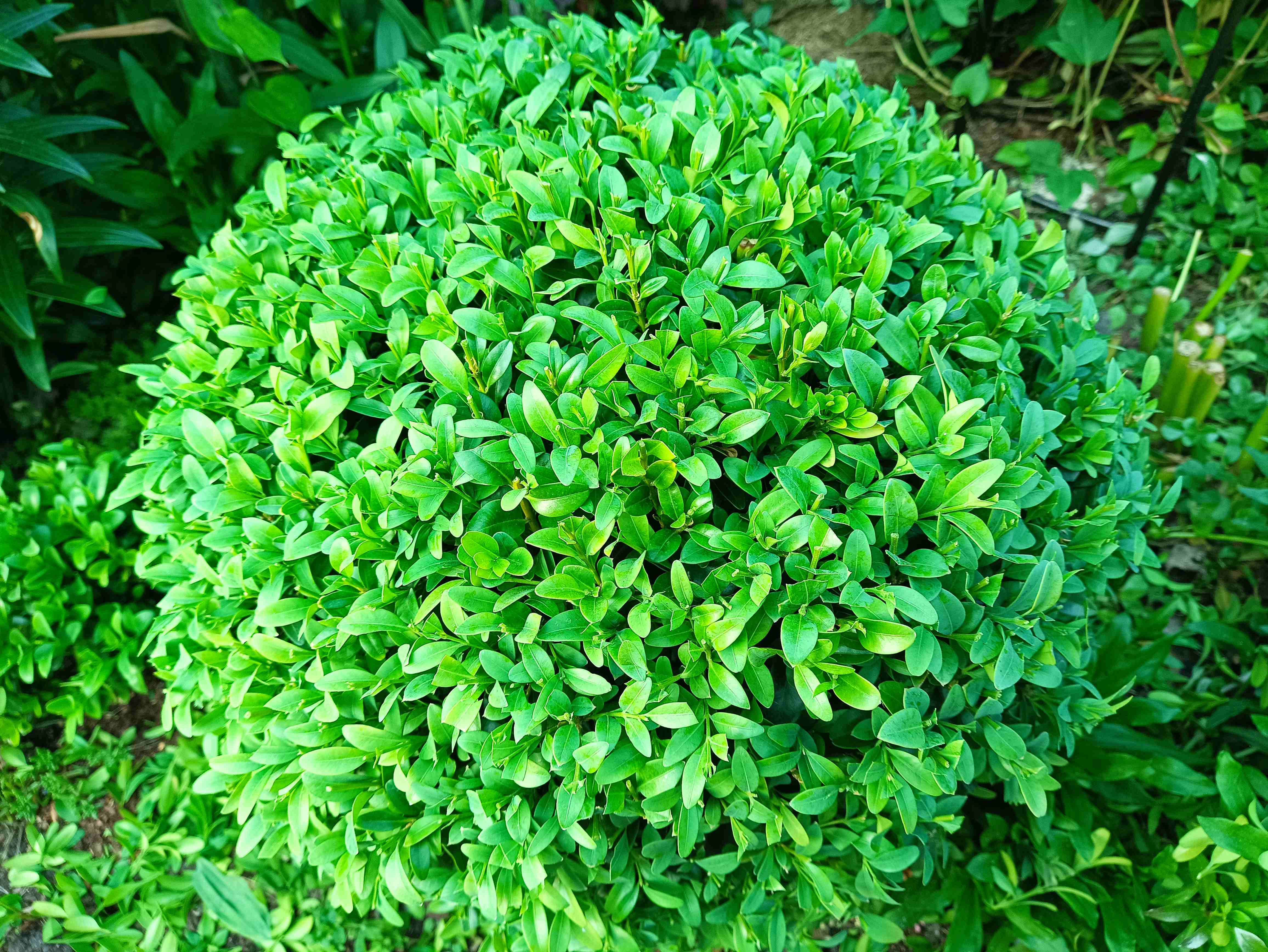 САМШИТ. Пора обрезать и черенковать смотреть онлайн