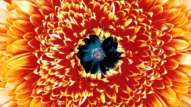 Rammstein - Weißes Fleisch (Censored)