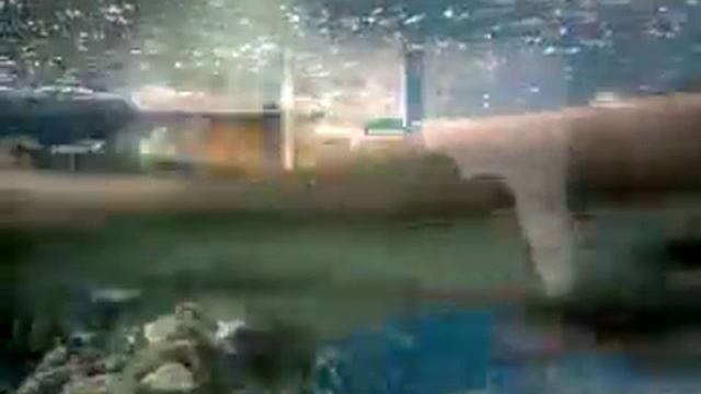 Marineland / Mallorca смотреть онлайн