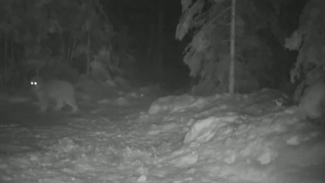 КАНАДСКАЯ РЫСЬ ПРОТИВ КОЙОТА COYOTE VS CANADA LYNX смотреть онлайн