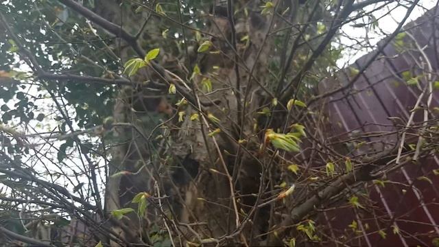 Граб восточный | Жизнь на Юге смотреть онлайн