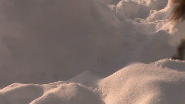 Волк учуял что из могилы доносится странный плач. Откопав гроб все были в ужасе!