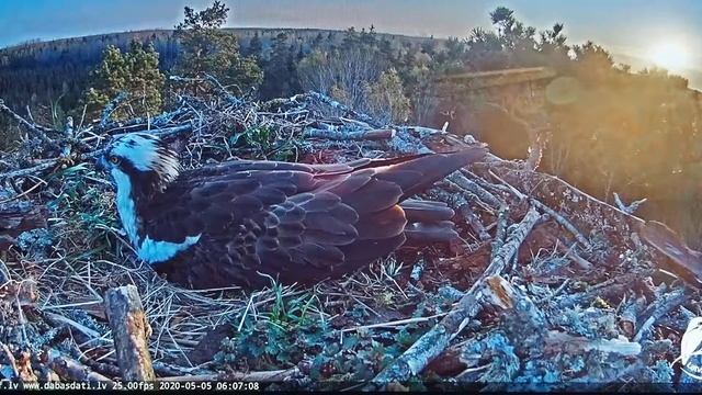 P5050629 - Восход солнца 5 мая 2020 г. 6 : 01час. Самка рыбного орла высиживает два яичка на гнезде смотреть онлайн