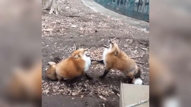 Лисы смеются, смех лисы смотреть онлайн