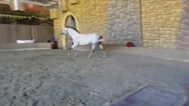 Тракененский жеребец. Продажа. 2 смотреть онлайн