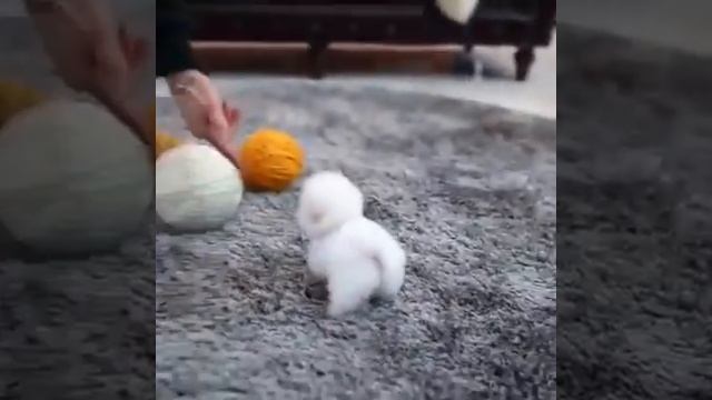 собачка совсем как игрушка (the dog looks like a toy) смотреть онлайн