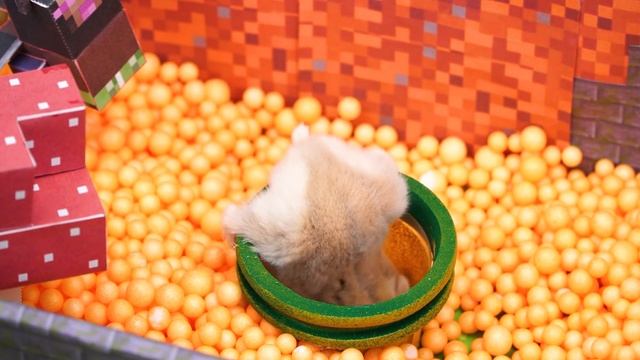 Hamster Escape Minecraft Maze - Hamsters Challenge In Real Life