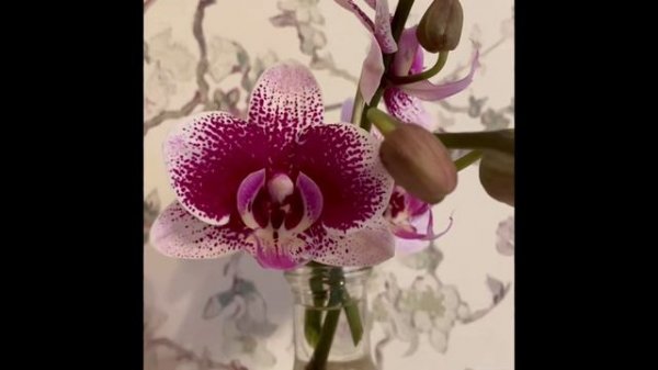 Фаленопсис Sogo magic