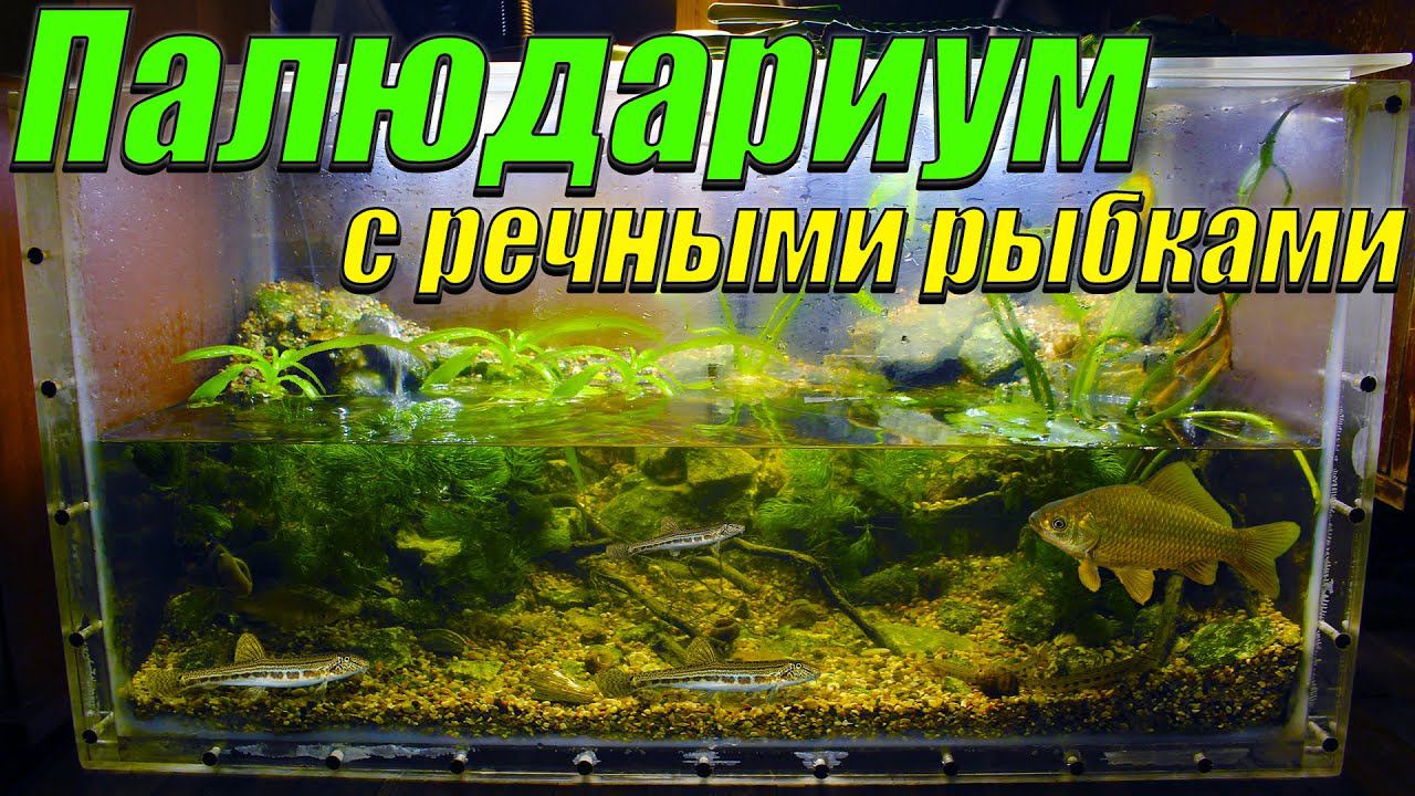 Запустил палюдариум для речных рыб! смотреть онлайн