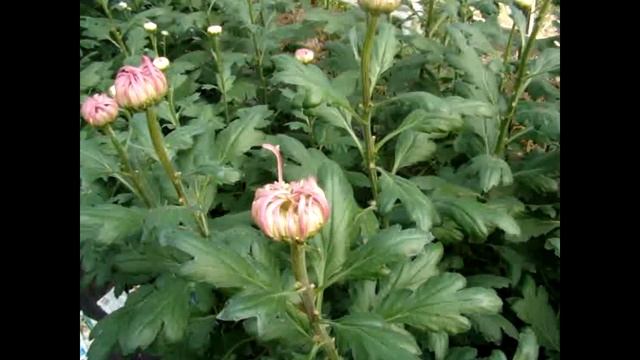 Обзор хризантем на 26 октября 19 г смотреть онлайн