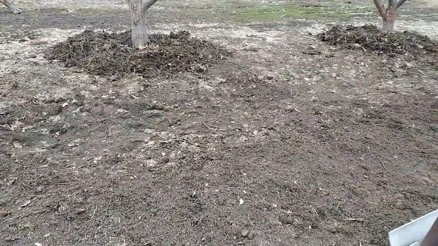 Осмотр горки и хвойных после зимы/ Дача/ смотреть онлайн