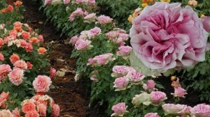 Обзор и описание розы Монмартр - Montmartre (NIRP International 2019)