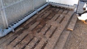 Сухая подстилка и автоматическая поилка при содержании уток