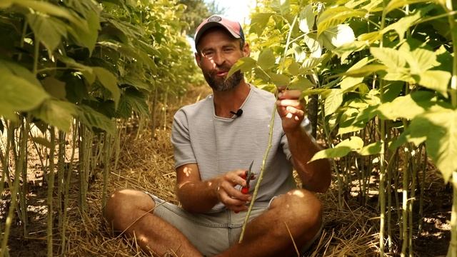 Ведро малины с куста. МАЛИНА плодоносит до морозов. смотреть онлайн