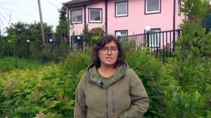 Рябинник рябинолистный. Сорняк или декоративный кустарник?