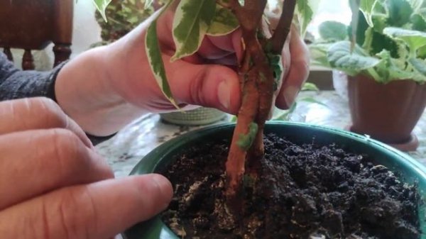 Приёмы формирования ствола фикуса Бенджамина