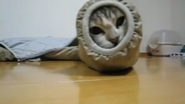 Котик – гусеница смотреть онлайн