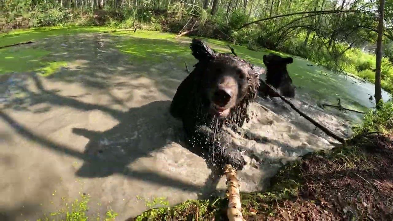 Медведица не поддаётся на провокации. смотреть онлайн