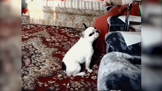 The Chronicles 1994-1995 (Video restored). St Pete. Chapter 1 смотреть онлайн