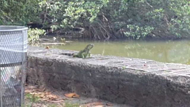 Парк в Маями смотреть онлайн