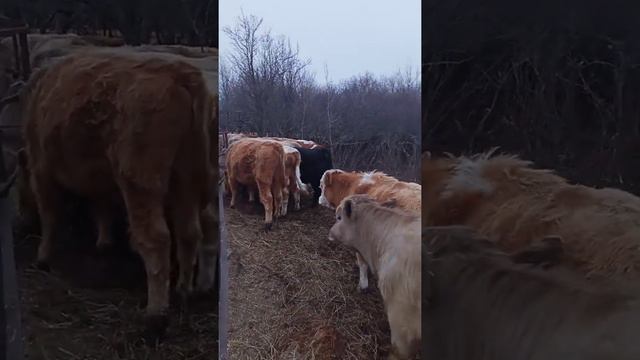 Выращиваем быков мясного направления# помесь Абердины с Шарале, Шарале с Сементалом смотреть онлайн