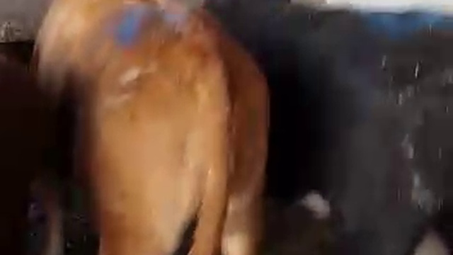 Продажа бычков по всей Росии и СНГ смотреть онлайн