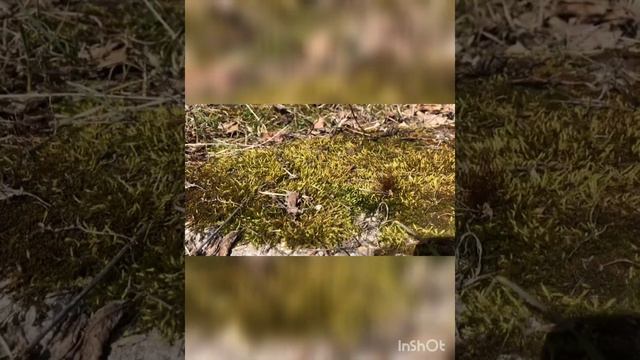 "Весна идет, весне дорогу" - 7А класс смотреть онлайн